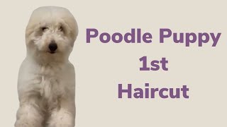 Poodles first haircut [upl. by Lester430]