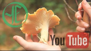 Chanterelle Chanterelle Chanterelle and Other Mushrooms [upl. by Aretahs]