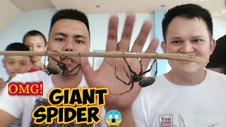 Giant Spider VS Giant spider  with Spider doc 🥰 [upl. by Sorips]