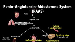 The Renin–Angiotensin–Aldosterone System RAAS Animation [upl. by Ivad]