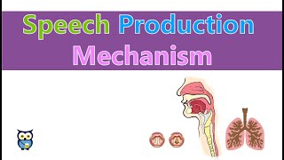 Speech Production Mechanism [upl. by Kellyn580]