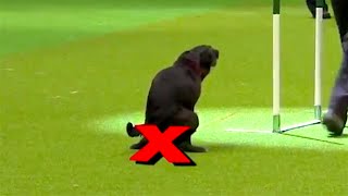 Ozzy Man Reviews Rebellious Dogs [upl. by Yeliah]