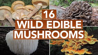 16 Wild Edible Mushrooms You Can Forage This Autumn [upl. by Lorrac203]