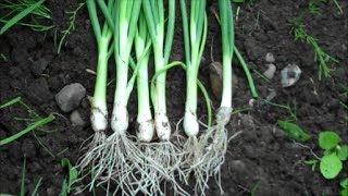 How to Grow Spring Onions from Seed [upl. by Lledraw837]