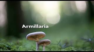 Armillaria ostoyae pronunciation [upl. by Ahcilef]