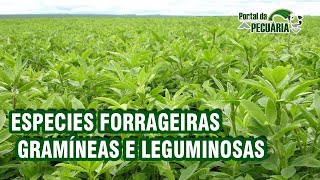 Especies forrageiras  gramíneas e leguminosas EBOOK [upl. by Ab]