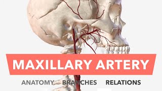 Maxillary Anesthesia Injection Techniques  Dentsply Sirona [upl. by Ajup2]