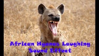 Animal Sounds African Hyenas Laughing Sound Effect [upl. by Pence]