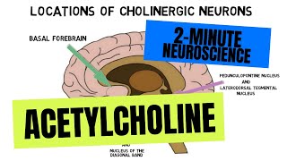 2Minute Neuroscience Acetylcholine [upl. by Bronwyn]