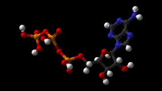 Biochimica 2 ATP e bioenergetica [upl. by Nowed]