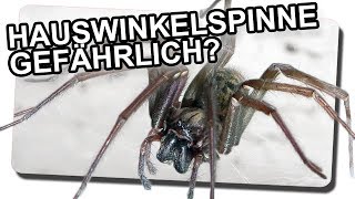 Ist die Hauswinkelspinne gefährlich [upl. by Atinihc]