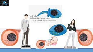 Chromosomal Theory Of Inheritance [upl. by Hajidahk535]