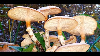 Armillaria Mellea  Honey Fungus [upl. by Gisela932]