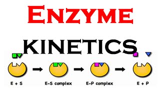 Enzyme kinetics animation [upl. by Nahtaneoj]