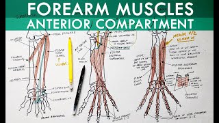 Flexor Tendon Injuries Treatment  Everything You Need To Know  Dr Nabil Ebraheim [upl. by Nelda]