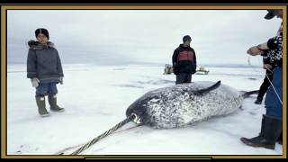 Narwals History Narwhal facts [upl. by Hajan]