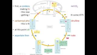 Lecture 18C  Catabolism of Amino Acids [upl. by Bander]