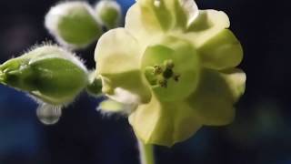 Nicotiana Rustica Flowers Growing Aztec Tobacco [upl. by Irahcaz138]