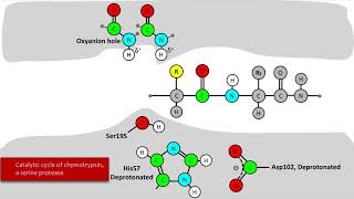 Serine Protease Mechanism [upl. by Aleck118]