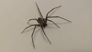 Brown Recluse spider HD closeup footage [upl. by Aara793]