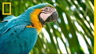 Why Are Wild Parrots Disappearing in Miami  Short Film Showcase [upl. by Adlay676]