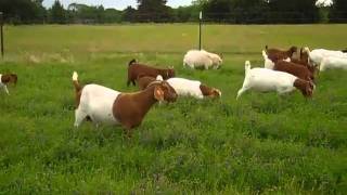 Planting Hairy Vetch for spring pastures [upl. by Cassell]