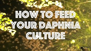 How To Feed Your Daphnia Culture [upl. by Irtemed]