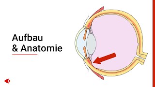 Das Auge  Aufbau und Anatomie [upl. by Odlanier136]