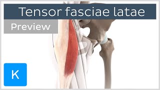 Functions of the tensor fasciae latae preview  Human Anatomy  Kenhub [upl. by Ynaffets]