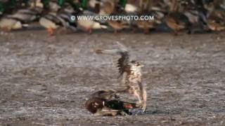 Prairie Falcon takes out a drake mallard [upl. by Ninos481]