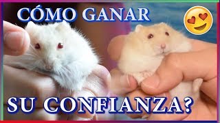 Cómo DOMESTICAR a mi HAMSTER [upl. by Inotna]