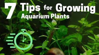 7 Tips for Growing Freshwater Plants in an Aquarium [upl. by Lorrimor301]