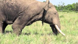 Musth male elephant behavior  Mara Conservancy [upl. by Ahsimek]