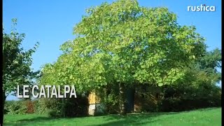 Le catalpa Catalpa bignonioides [upl. by Oiznun]