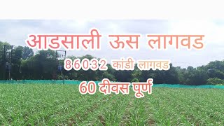 आडसाली ऊस लागवड 86032 86032 60 दिवसाचा प्लॉट [upl. by Ester]