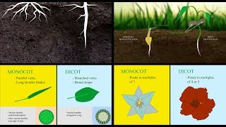 Monocots vs Dicots [upl. by Wylde]