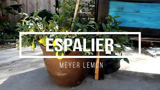 Meyer Lemon Espalier [upl. by Aerdied516]