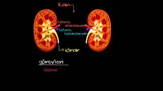 Böbrek Fonksiyonu ve Anatomisi Sağlık ve Tıp [upl. by Nica]