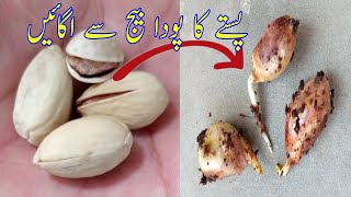 How To Grow Pistachio pista From Seed  Germination pistachio  Beauty with Gardening [upl. by Osmo]