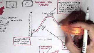 Microbiology  Bacteria Growth Reproduction Classification [upl. by Wagner]