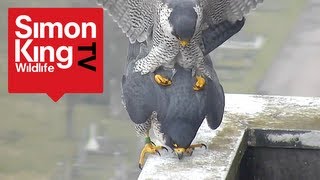 Peregrine Falcons Mating  Amazing and Funny [upl. by Ianej]