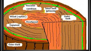 Lecture 5 Tree Anatomy and Physiology Part 1 Video [upl. by Adnwahsat585]