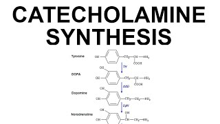 Catecholamine Synthesis [upl. by Sherlocke]