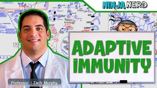 Immunology  Adaptive Immunity [upl. by Einneg]