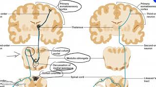 Vie somatosensitive via colonne dorsalileminisco mediale e tratto spinotalamico [upl. by Joed]