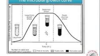 Bacterial Growth Curve and Calculations [upl. by Platt38]