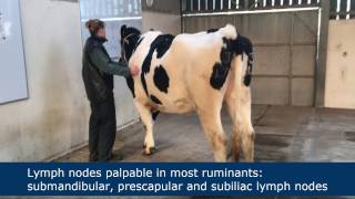 Lymph node palpation in ruminants [upl. by Gridley]