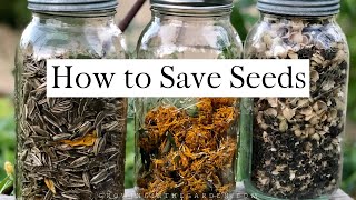 How to SAVE SEEDS Seed saving TIPS and EXAMPLES [upl. by Rhyne]