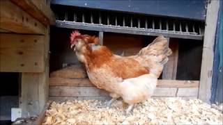 About Salmon Faverolle chickens for backyard flocks and pets [upl. by Assiled884]