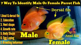 7 Way To Identify Male Or Female Parrot Fish [upl. by Srevart590]